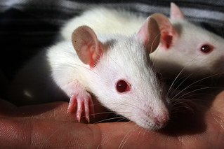 Image of 2 rats by Sarah Fleming., Click to acccess Flickr version
