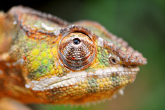 Chameleon? Lizard brain? Staying on track and productive